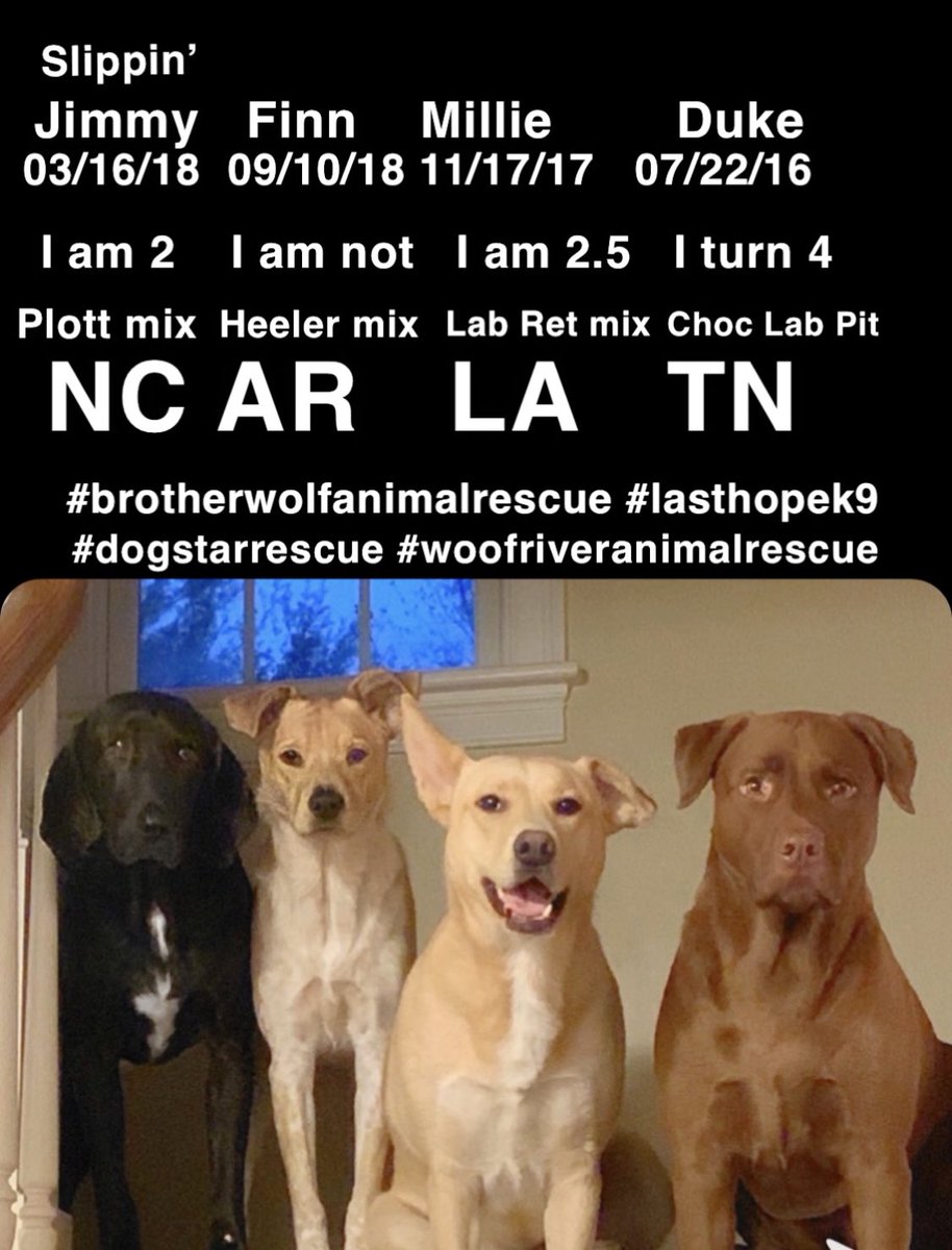 PlumIslandMatty's tweet photo. #nationaldogrescueday #mattysays
#wolfpackfouronwindward
#woofriveranimalrescue
#dogstarrescue  
#lasthopek9
#brotherwolfanimalrescue
#chocopit #retrieverlab #blueheelermix #plotthound 
#nationaldogrescueday 
#whenyoulovesomeone https://t.co/IEWyYOGqi1