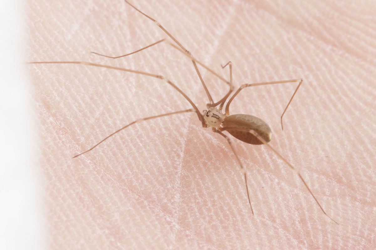 Cataranea's tweet photo. Pholcus phalangioides are probably the most common (or at least most recognizable) cellar spiders in North America but we have two more similar looking species in this genus (all are introduced). #DailySpider
Left: P. manueli
Right: P. opilionoides https://t.co/PzmsCINdJq