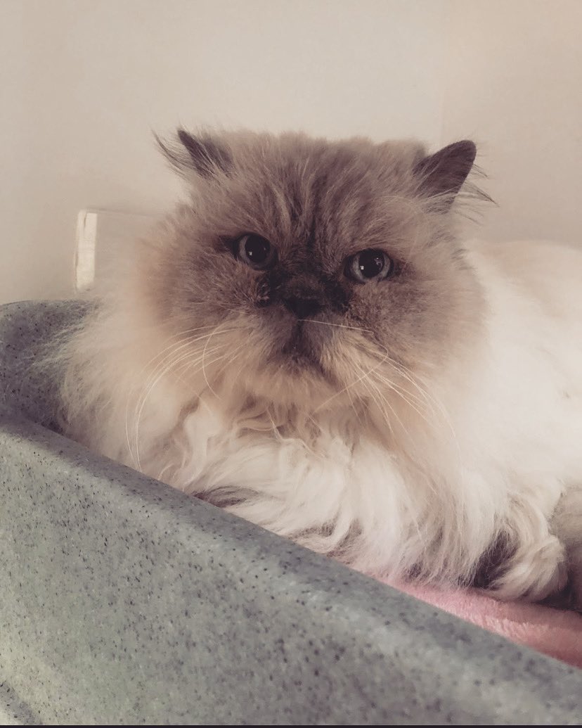 CP_StHelens's tweet photo. Happy #whiskerswednesday from Mr Whippy with his curly tentacles 🐙 
#whisker #CatsOfTwitter #WednesdayMotivation https://t.co/ENBDus9n8B