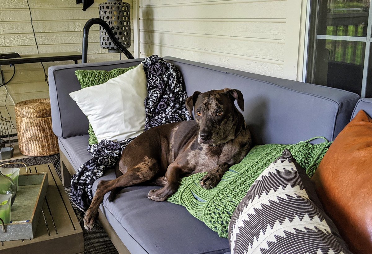 PFGmiter's tweet photo. #NationalRescueDogDay We love our sweet girl! #catahoula #sofiaazul https://t.co/b7gkmaCVEM