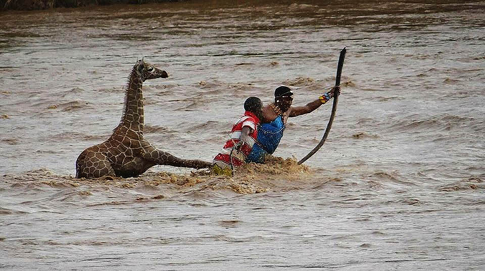 AdhiamboKE's tweet photo. [This is also what Afro badassery looks like]. The photos. The story (courtesy of Wildlife Direct, Kenya): https://t.co/EtiXv868y1