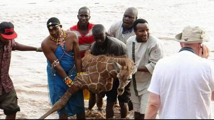 AdhiamboKE's tweet photo. [This is also what Afro badassery looks like]. The photos. The story (courtesy of Wildlife Direct, Kenya): https://t.co/EtiXv868y1