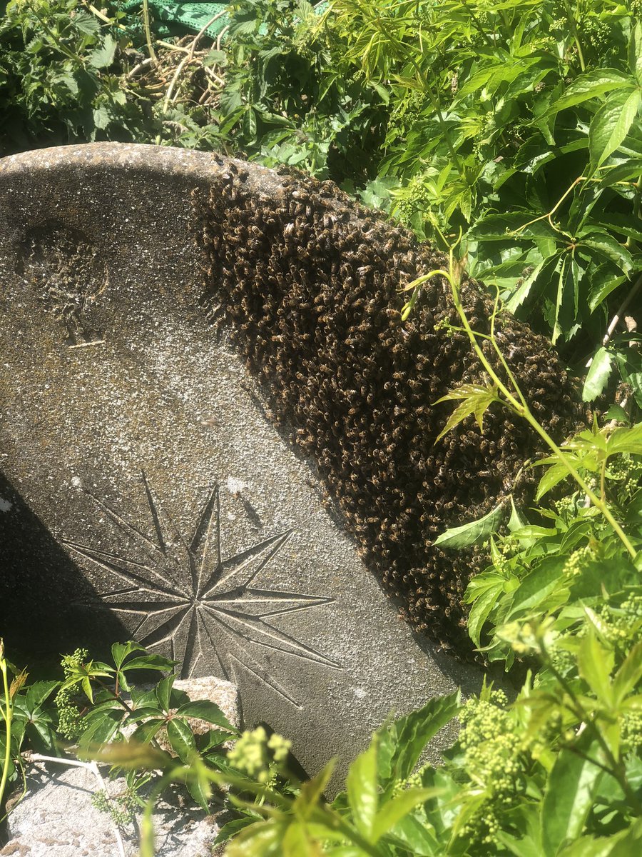 Today is #worldbeeday2020 <a href="/annodistillers/">Anno Distillers</a> Orange &amp; Honey Gin tastes good and does good! 
Order with #wildboxdelivery to enjoy this weekend and it will be on our bars when we’re back out serving again! ENJOY 🍯 🍊🍸