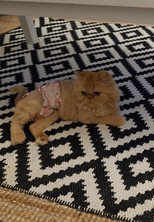 IvysHaven's tweet photo. Flight buddy ✈️ Needed ✨ 

Dubai ➡️ Zurich 

Our beautiful special needs kitten “Puff” found a wonderful home in Zurich. Know anyone flying there soon? They can help her by taking her along. Our relocation specialist will handle everything and we will cover her flight cost. https://t.co/UvNaDWhXI9