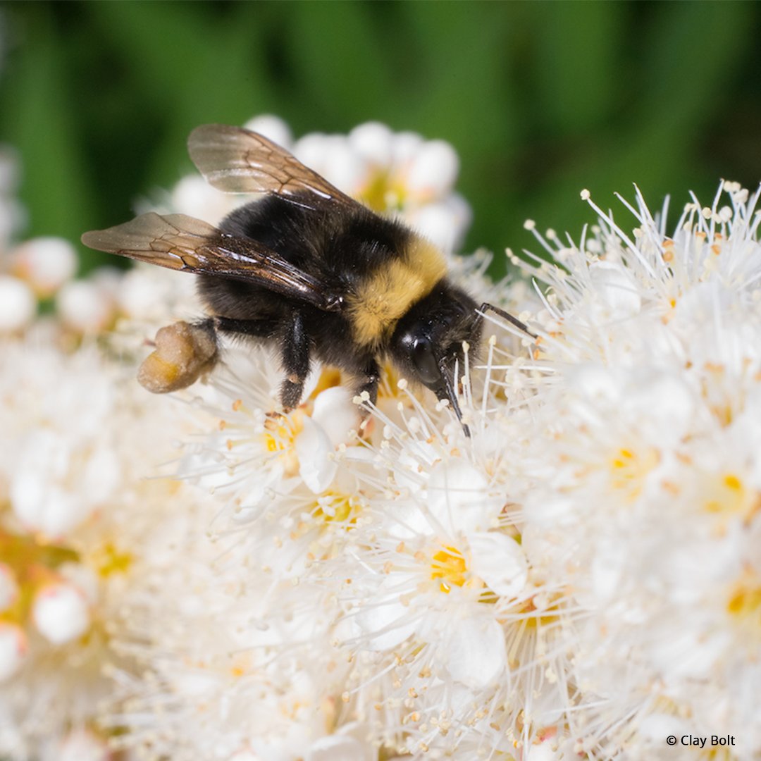 World_Wildlife's tweet photo. Happy #WorldBeeDay! 🐝What steps are you taking to protect native bees? https://t.co/CEPQrhWvzc