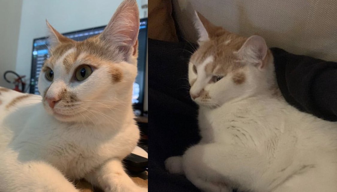 IvysHaven's tweet photo. Quinn has officially been adopted! Wish her good luck in her forever home 💛✨ https://t.co/kwFvPg6FFa