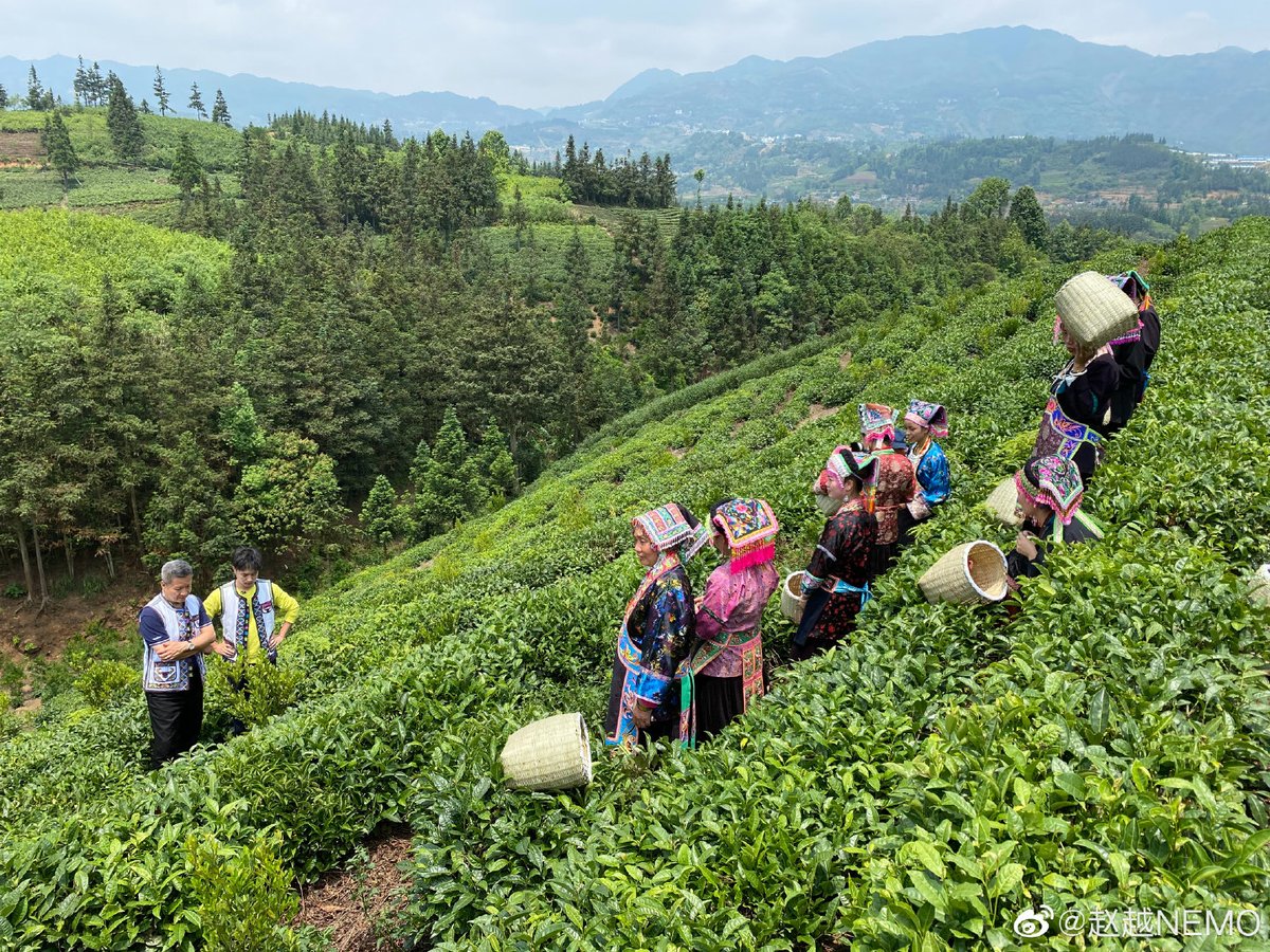 Yueyue is still in Guizhou today plant tea or something at least he still update his weibo during 520 day