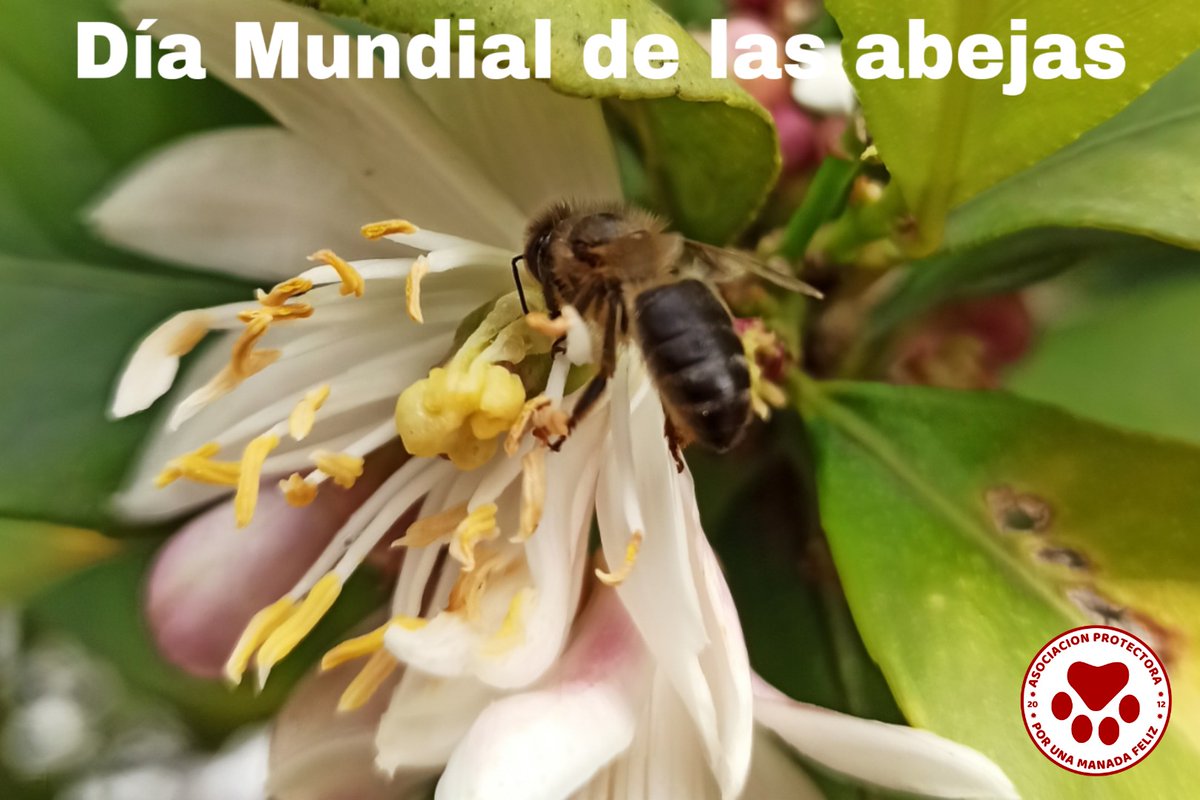 ManadaFelizCS's tweet photo. DIA MUNDIAL DE LAS ABEJAS.
Para crear consciencia sobre la importancia de los polinizadores, las amenazas a las que se enfrentan y su contribución al desarrollo sostenible, la ONU el 20 de Mayo como Día Mundial de las Abejas.
PROTEGERLAS ES NUESTRO DEBER 🌺 https://t.co/UM5FaTEBAL