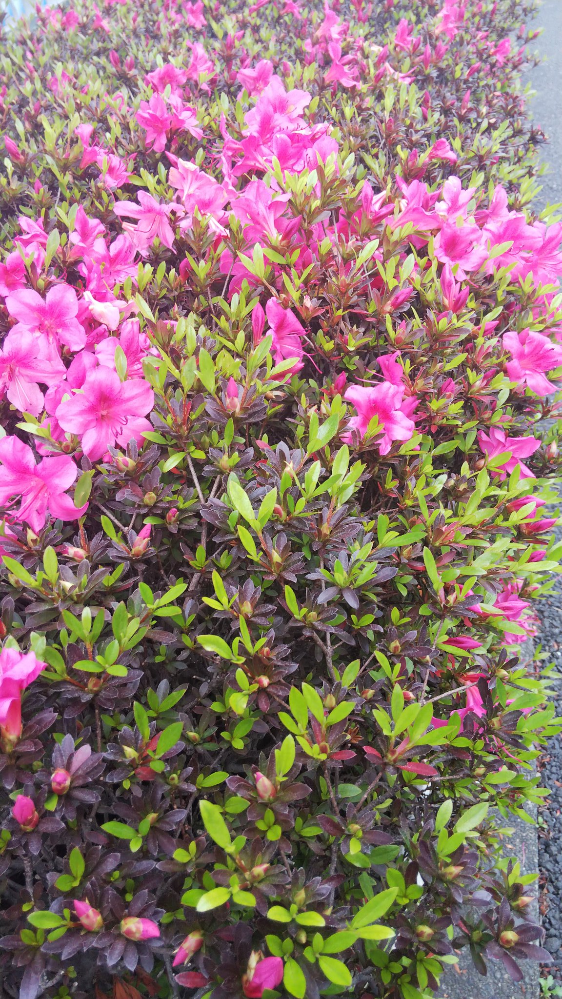 秋村百合華 サツキが咲き始めた しかし 狙ってる公園で咲いてくれないんだなぁ これが ちなみに サツキとツツジの簡単な 見分け方 開花時期が早いのがツツジ 遅いのがサツキ 花が大きいのがツツジ 小さいのがサツキ 葉に薄い毛があって黄緑