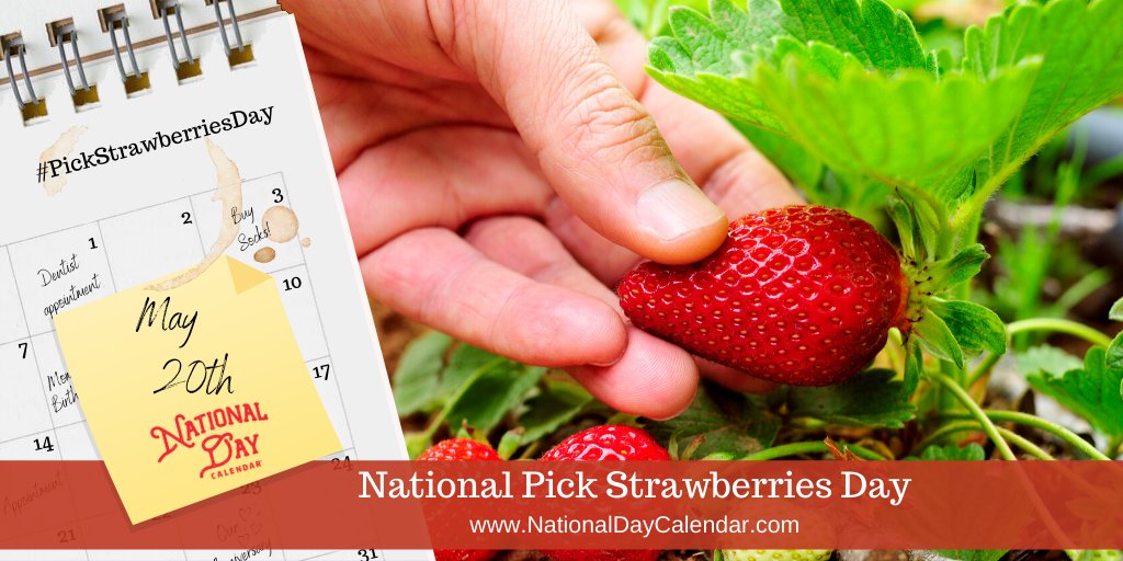 NationalDayCal's tweet photo. The best part about #PickStrawberriesDay is we provide a list of many places around the country one can go pick some strawberries right now. Come discover how close one might be to your hometown.
https://t.co/xs7CLmG4Xg https://t.co/w6SuJ3dhYg