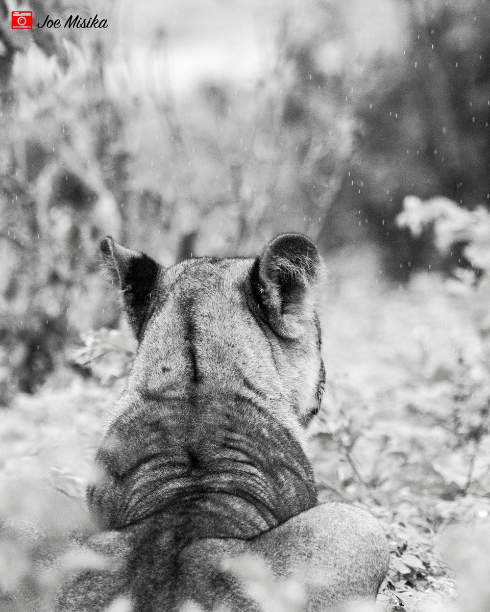 joemisika's tweet photo. Lioness scouting
#day112 #project365 #photoaday #imageaday #lioness https://t.co/8jLSW8ac7X