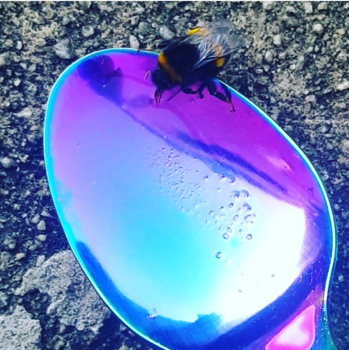 xcooltobekindx's tweet photo. @SLOinUK @EUdelegationUK @MZZRS @tadejrupel @EUNICLONDON @LondnDIPLOMAT @EmbassyMagazine @MKGP_RS @govSlovenia @britishbee @ConwayHall Our bee friends keep us alive and we should do everything we can to save them ❤🐝🐝🐝 #SavetheBees I found a bee at my back door that was dying and I revived it with water & sugar ❤ #BeeSave https://t.co/ABxmyeQ1tf