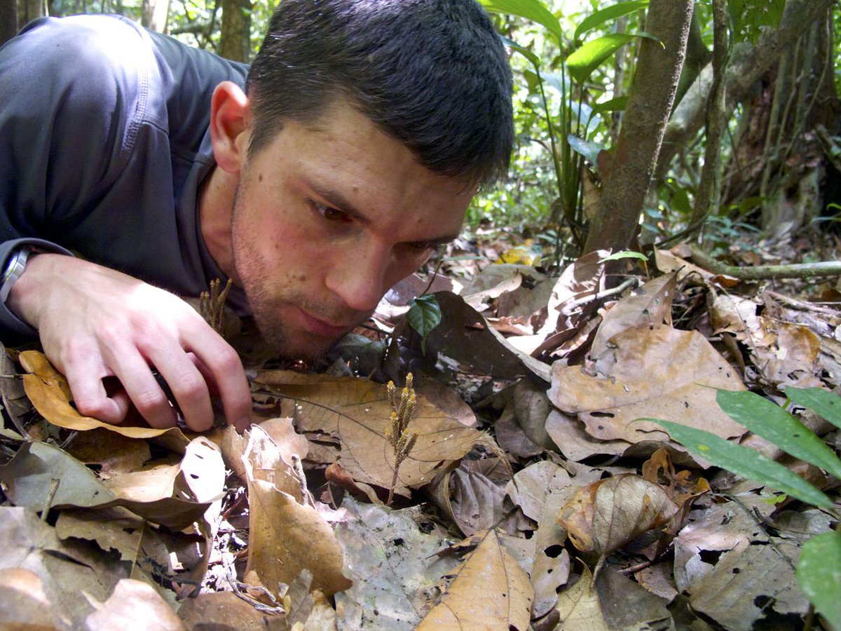 We sampled 13 of these species from plots in South America, Southeast Asia, and Australasia and compared their stable isotope ratios to those of surrounding plants. Here I am in one of the sampled plots in Borneo