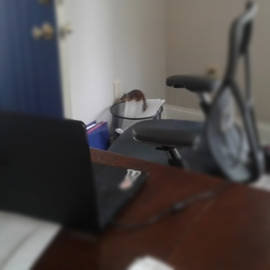 RodLibrary's tweet photo. A new co-worker, Alvin, stopped by yesterday. He promptly unpacked10 corn kernels from his cheeks and raced around in circles. He decided to check on recycling practices before heading back out for the day. #happyhumpday #libraryfun #stepsgoal https://t.co/LmYIEHbg24
