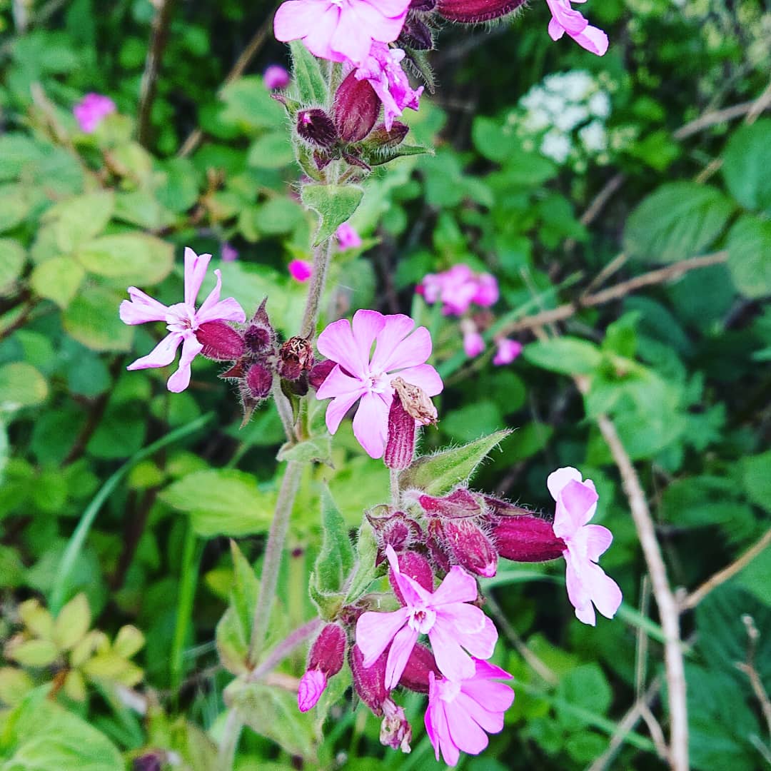 Lancashirelad99's tweet photo. Red campion, good for making a. Medicine to treat snakebite #bushcraft #teachingbushcraft #bushcraftessential #foraging #forage #foragedflowers #inthehedgerow #wildmedicines #naturalcure https://t.co/QN93fI139i
