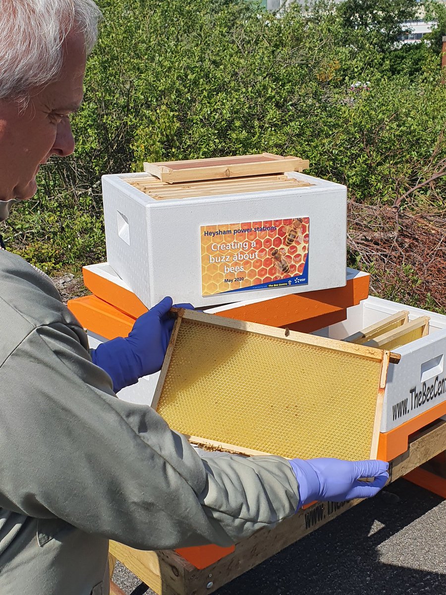 #WorldBeeDay2020 -we celebrated by installing 6 hives <a href="/edfenergy/">EDF 🇬🇧</a> at Heysham, #Lancashire to help pollinate the magnificent array of flowers in their nature reserve. <a href="/Prestonphonebox/">🅿🆁🅴🆂🆃🅾🅽 🅿🅷🅾🅽🅴🅱🅾🆇 ☎</a> <a href="/FDMBNorth/">Food & Drink Means Business® North</a> @nowtponcy <a href="/VisitLancashire/">visitLancashire.com</a> <a href="/britishbee/">BBKA</a> <a href="/TheLankyHotPod/">The Lancashire Hot Pod</a> <a href="/blogpreston/">Blog Preston</a>