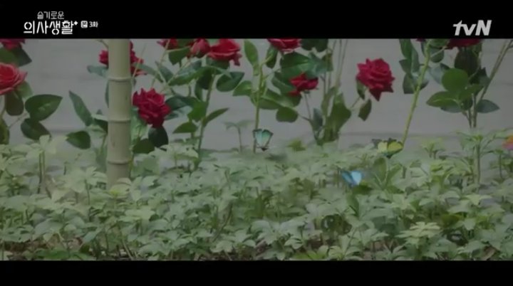 songhwa, a lonely flower in yulje.social butterfly, ikjun came at the right place at right time.jeongwon gathered everyone.love lines started to bloom.jwon, take care of your own winter garden aka yulje. fake flowers & butterflies are out, real ones are in.  #HospitalPlaylist