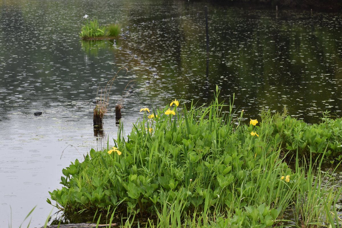 光惟 菓子暦 Pa Twitter 深泥池にも要注意外来生物のキショウブ 黄菖蒲 この場所での繁殖は特に許されないでしょうね