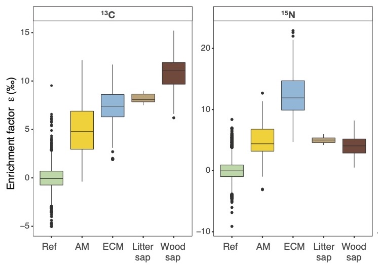 However, compared to ectomycorrhizal non-green plants (blue), arbuscular mycorrhizal non-green plants (yellow) are less enriched in heavy carbon and nitrogen . This suggests that the nutrient exchange mechanisms are different