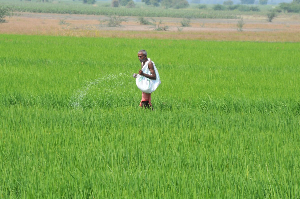 down2earthindia's tweet image. The Union Ministry of Agriculture and Farmer’s Welfare in a draft May 14, 2020 notification proposed to ban #monocrotophos, #methomyl and #carbofuran, three Class I #pesticides associated with high levels of toxicity that resulted in farmers’ deaths.

downtoearth.org.in/news/pollution…