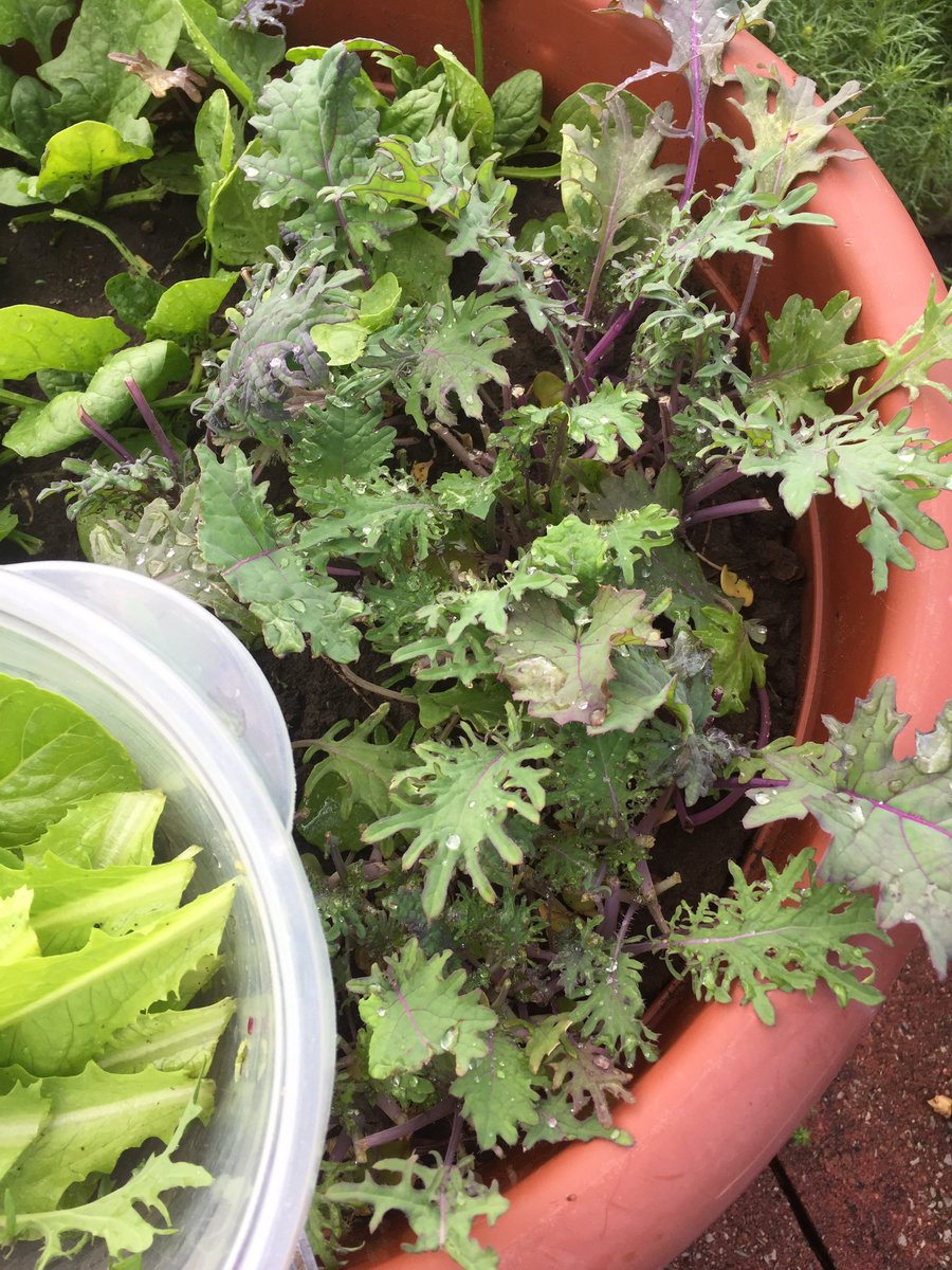 Growing lots of greens for my smoothies!!#GYO #containergardening #backyardgardening #midwestgardening