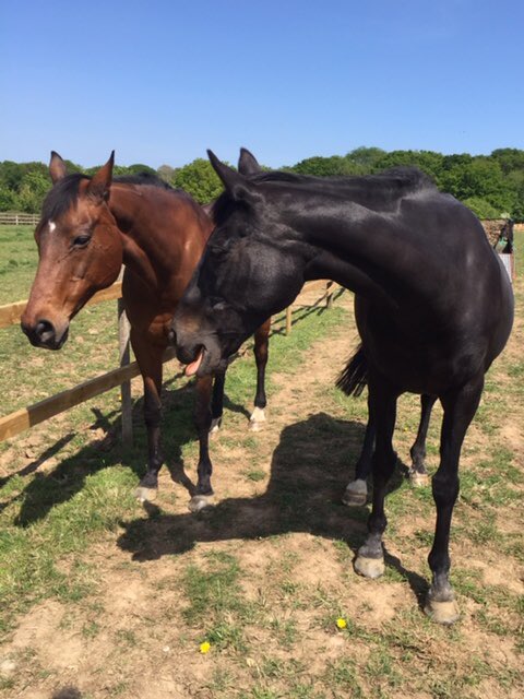 Morgan &amp; Faith enjoying the sunshine We hope you are keeping well &amp; safe during the lockdown.  If you are able during these difficult times please donate to our #sanctuary &amp; #carefarm #HelpingHorsesHelpingPeople 
gofundme.com/f/relocation-f…