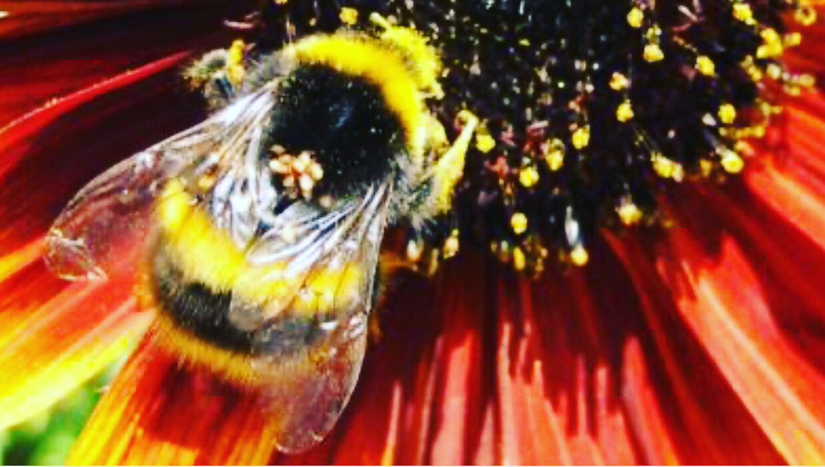 beeevents_uk's tweet photo. We’re feeling the love today on #worldbeeday 🐝

This year, World Bee Day will focus on bee production and supporting beekeepers after the coronavirus pandemic which has had a negative impact on the beekeeping industry.

https://t.co/MyR82U1Kfq

Making the ordinary, extraordinary https://t.co/HdxPMcm4Lj
