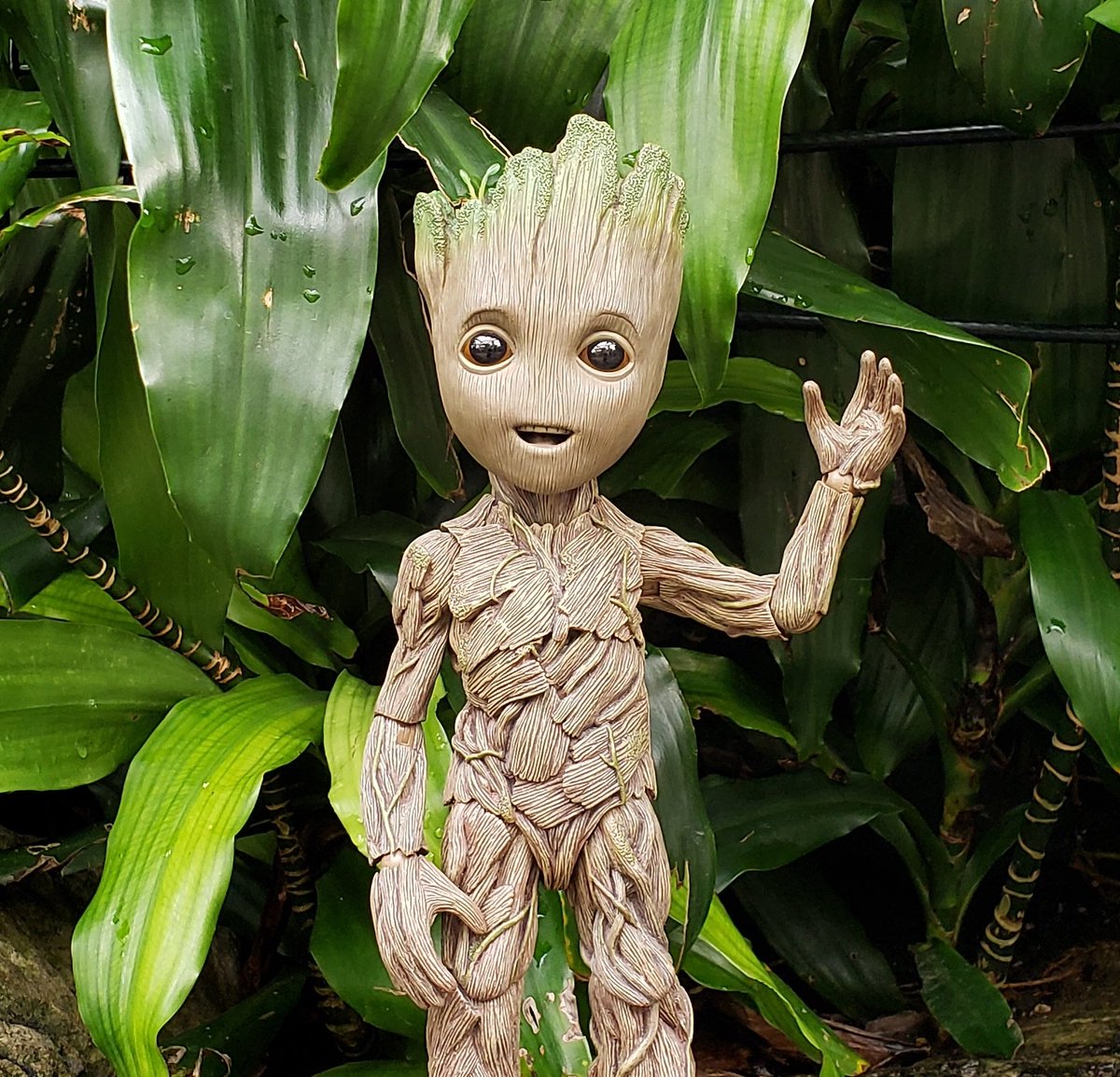 MyBabyGroot's tweet photo. I am Groot!
#HelloMyTwitterFriends
#ImWavingToEveryoneToday
#YouShouldTryIt
#ItsReallyFun
#groot #babygroot #iamgroot #wearegroot #twig #guardians #guardiansofthegalaxy #guardiansofthegalaxyvol2 #avengersinfinitywar #gotg #gotg2 #marvel #disney #stickpic #instagroot https://t.co/dplR7Ux51U