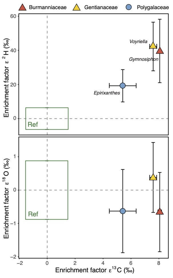 This requires much more plant material, so we tested this for only few species. Nevertheless, we found enrichment in heavy hydrogen (above) but not in heavy oxygen (below), suggesting that enrichment in heavy hydrogen is a clue that can be used to detect carbon gain from AM fungi