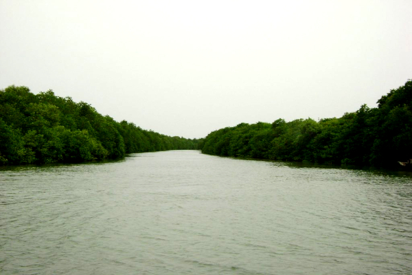 touringwala's tweet photo. Mada Forest, Andhra Pradesh - The unsung beauty of mother nature
👇👇👇
https://t.co/0RG6E3hcjv

#MadaForest #MadaAdavulu #mangroves #CoringaWildlifeSanctuary #Kakinada #EastGodavari #AndhraPradesh #Nature #Travel @sreenuzz @TravelIndustry #IncredibleIndia https://t.co/zeMh5ob2BS