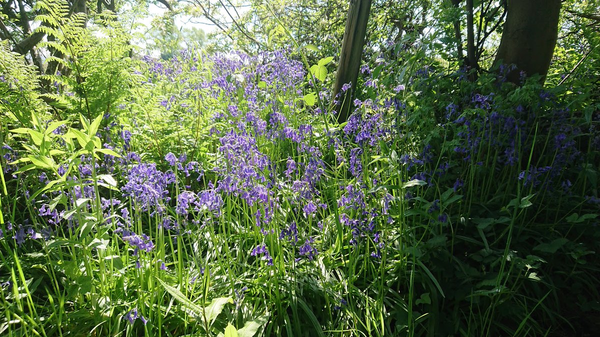 Rotary District 1190 tweet media