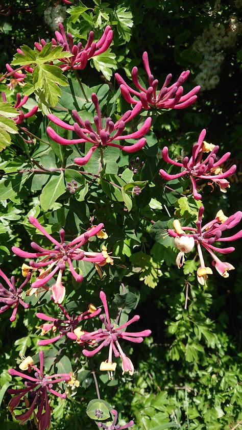 Rotary District 1190 tweet media