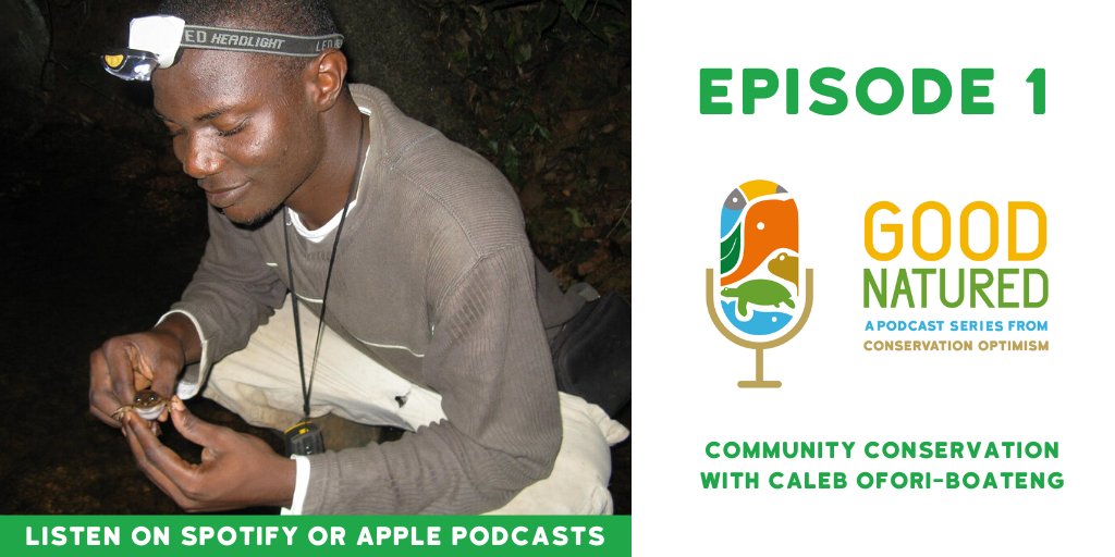 ConservOptimism's tweet photo. Our podcast is now OUT! On this episode, @SofiaAtSea and @MigneJulia talk to Caleb Ofori-Boateng about his inspiring work conserving amphibians in Ghana. 🐸Check it out on Apple Podcasts: https://t.co/3WIfkrwhzE and Spotify https://t.co/wYeV2FtAv4. https://t.co/hizbaHHpfN