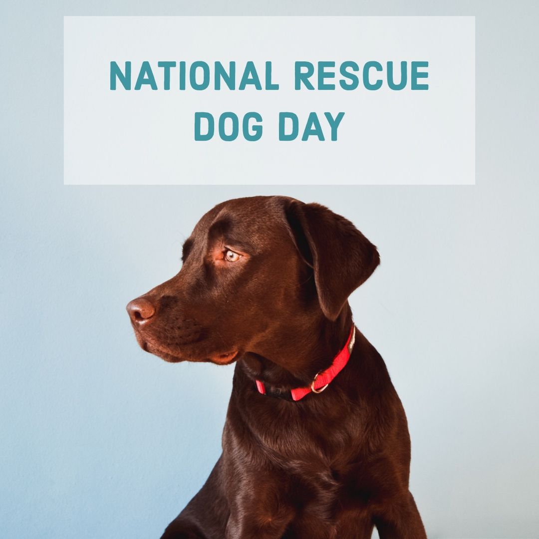 HSGSav's tweet image. Happy #NationalRescueDogDay! We are so thankful for all of our rescuers. Post your rescue dogs and tell us how they’ve rescued you. 💕🐾