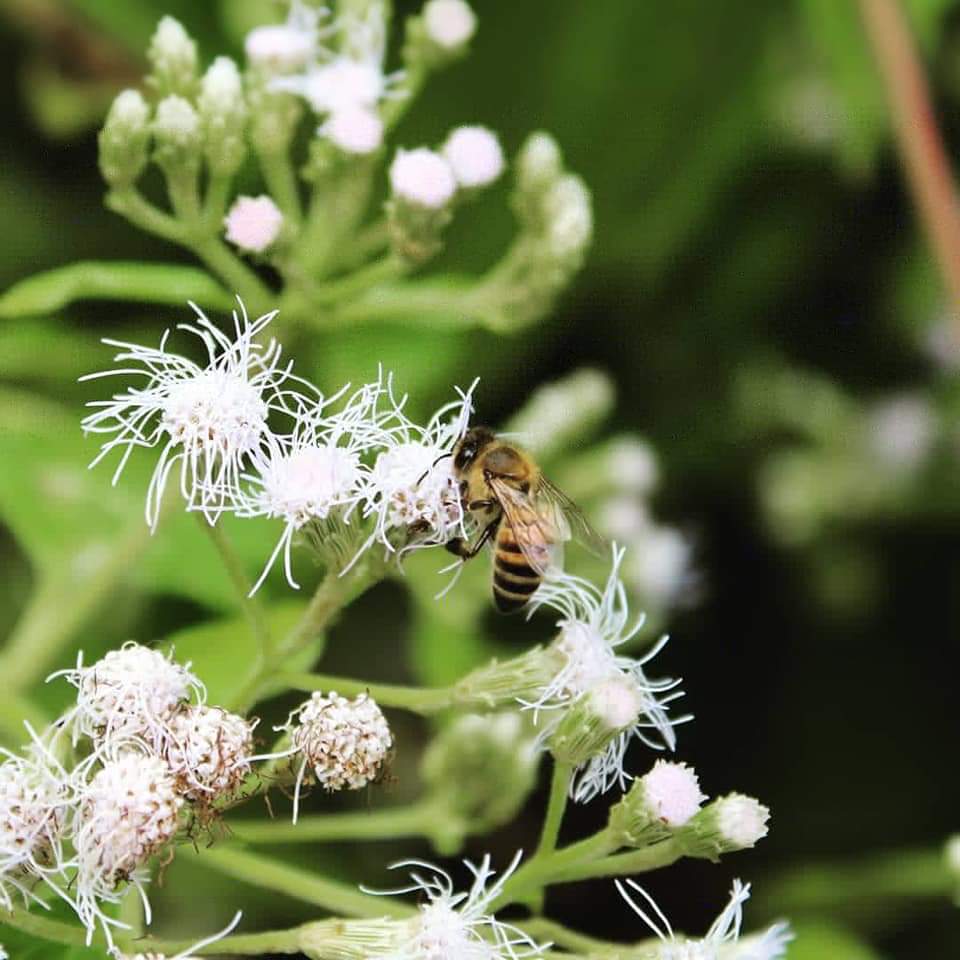 Ethereal_Earth_'s tweet photo. Here's a little throwback in honor of World Bee Day 2020 to when I first got my photography camera and hung out with some bees. 🐝

#wildlifephotography #NaturePhotography #animalphotography #Bees #beephotography #canonphotography #photographer #WorldBeeDay2020 https://t.co/go4K1UNxiz