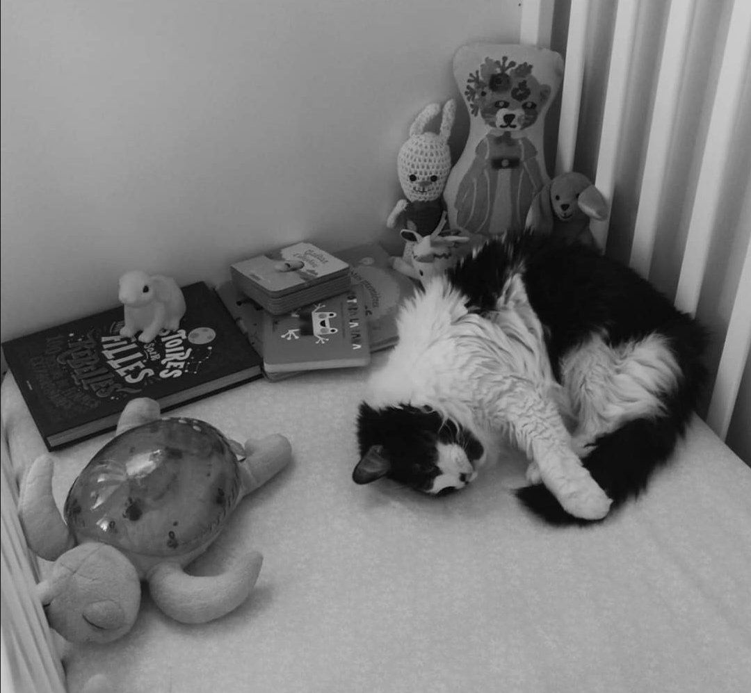 #SOS URGENT Paris/couronne
Coca le chat d'une amie doit être opéré dans les heures à venir 
Avec le covid il n'y a plus de stock de sang félin. 
- On cherche un CHIEN, +20 kg
- Protocole sans risque ni anesthésie
- Clinique à Levallois Perret,
- tous frais remboursés.
Merci de RT