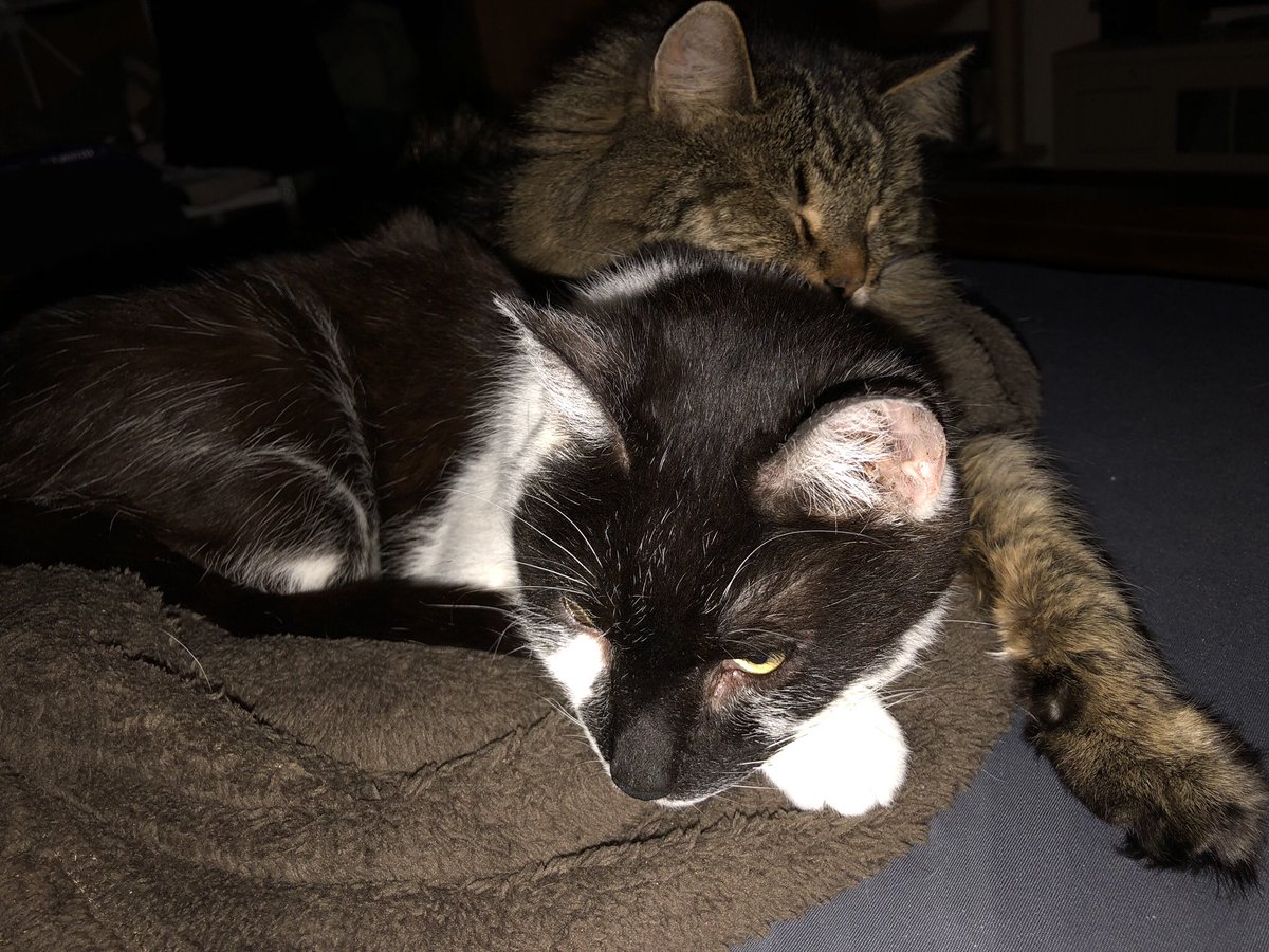 RiffTraxIsCool's tweet photo. @jendalton12 @SheilaGrayTV @Bob_Herzog Have 2 and one is definitely much more a licker than the other!  I like this information, depends on how much you want to accept that behavior.  Doesn’t bother me, I accepted it from the beginning when I took them home at age 5 from the shelter as affection for his human! Now 14! https://t.co/tbx4E4yA44
