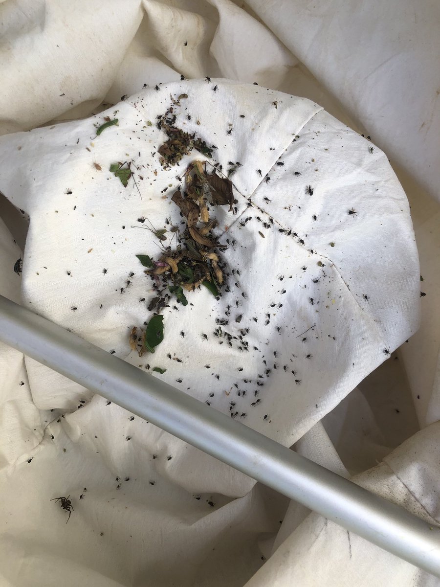 25 coups de filets fauchoir (apions)dans mes 2ème année de trèfle violet semences ⁦<a href="/LaFNAMS/">FNAMS</a>⁩ ⁦@GnisNord⁩ ⁦@GnisOuest⁩ ⁦@gnis⁩ ⁦<a href="/noriapcoop/">noriap</a>⁩ apparition des premières fleurs.
Sans commentaire je pense que l’insecticide s’impose même en bio😡😡😡