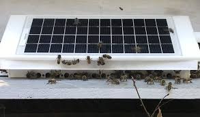 STARLABS_ACCET's tweet photo. #AgriTech: En cette journée mondiale des #abeilles🐝, l'équipe @STARLABS_ACCET a repérée 👀 #Drompy la #startup de Julien de Cledat (https://t.co/dF1yhEOk8x) et ses ruches connectées🤩. Pour les curieux et les défenseurs de notre belle planète🌍! https://t.co/Gi7skHMbrH #Insectes https://t.co/IK1aAQtdO7