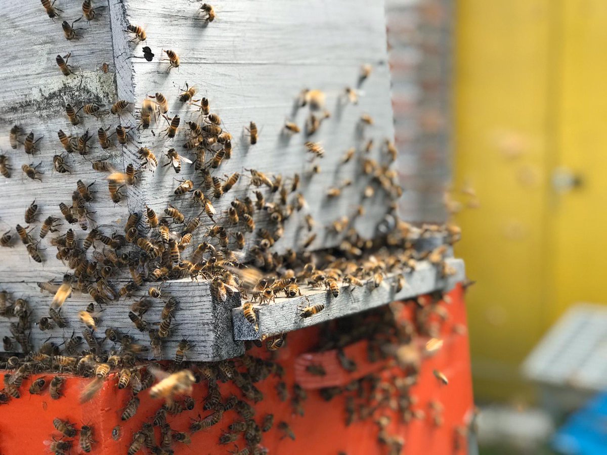 STARLABS_ACCET's tweet photo. #AgriTech: En cette journée mondiale des #abeilles🐝, l'équipe @STARLABS_ACCET a repérée 👀 #Drompy la #startup de Julien de Cledat (https://t.co/dF1yhEOk8x) et ses ruches connectées🤩. Pour les curieux et les défenseurs de notre belle planète🌍! https://t.co/Gi7skHMbrH #Insectes https://t.co/IK1aAQtdO7