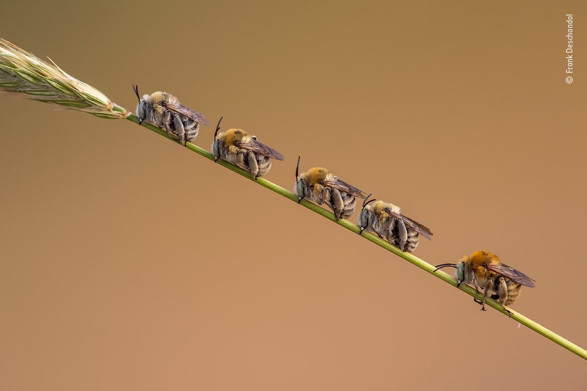 NHM_WPY's tweet photo. For #WorldBeeDay we're sharing this remarkably detailed shot of bees that have lined up on a stem of long grass to snooze taken by Frank Deschandol. As they are cold-blooded, bees gain energy from the sun's heat so have to rest during the night and in cooler weather. https://t.co/iqJ8XFiJkZ