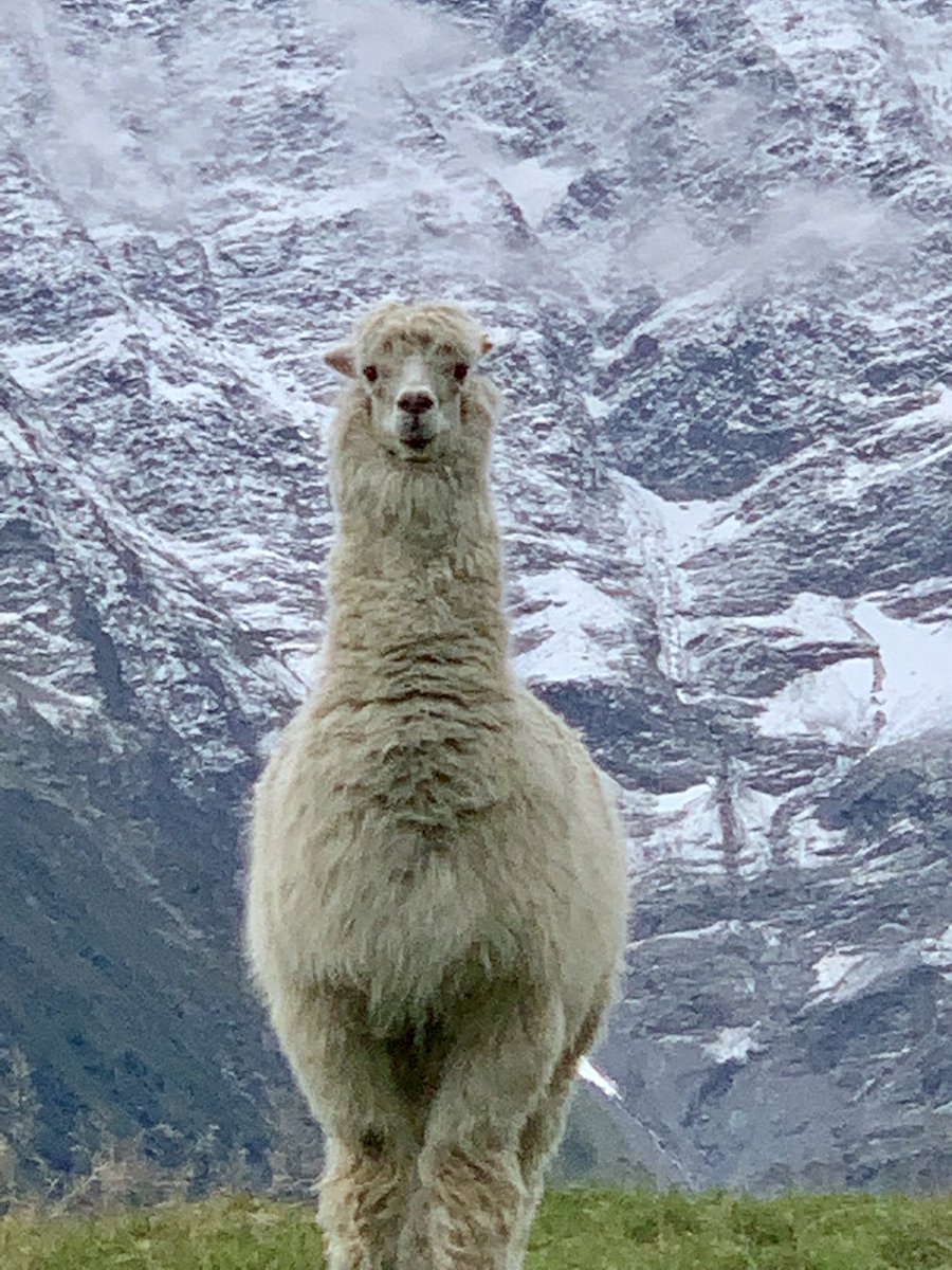 يزيد الدخيّل Yazeed AlDukhayyil 🇸🇦 tweet media