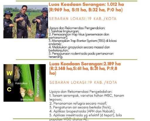 BptphJ's tweet photo. Perkembangan OPT Utama Padi MT. 2020 (2) https://t.co/TDpArSYh2T