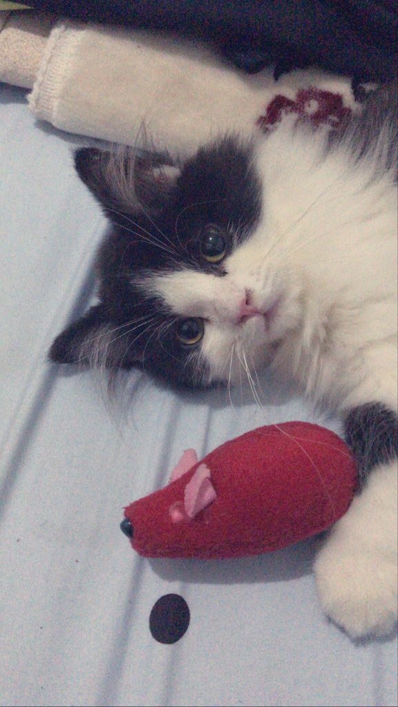 dwikeeeee's tweet photo. 🥰♥️😽 https://t.co/ATCsduo4WB