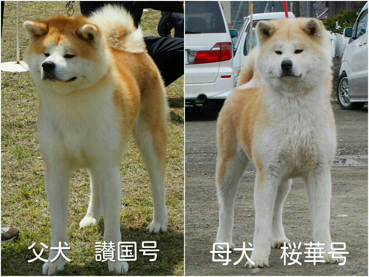長毛秋田犬ムック 秋田犬の血統書サイト ムックは血統書はないけど ムックの兄弟が載っていました ご親戚の方 いるかな ムック 16 12 14産まれ 犬舎 函館 竜華苑 父 讃国号 函館 龍華園 母 桜花号 尾張 福井荘 秋田犬 長毛秋田犬 Akitainu