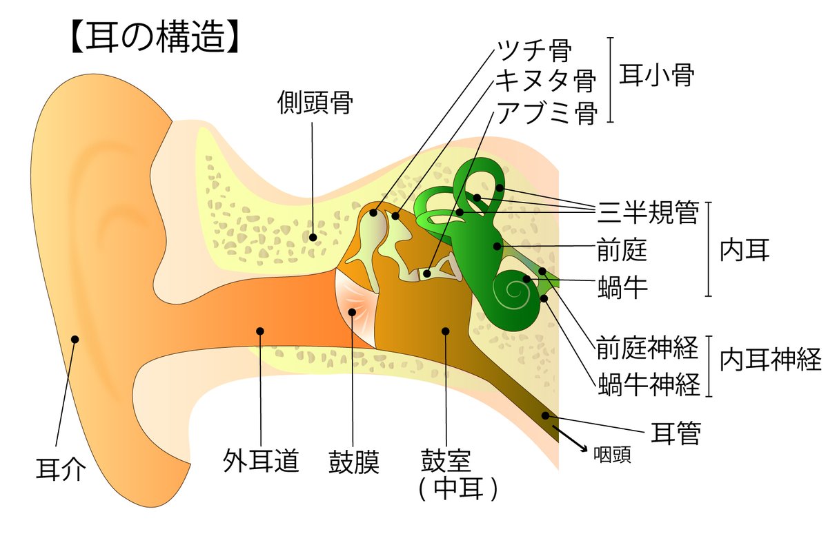 耳小骨 実際の耳小骨（ツチ骨、キヌタ骨、アブミ骨） ほんと小さい！(*'ω