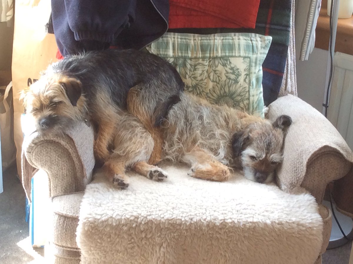 gardenborder's tweet image. Lock down is hard work especially when “somedoggy” won’t move over &amp;amp; let me in!