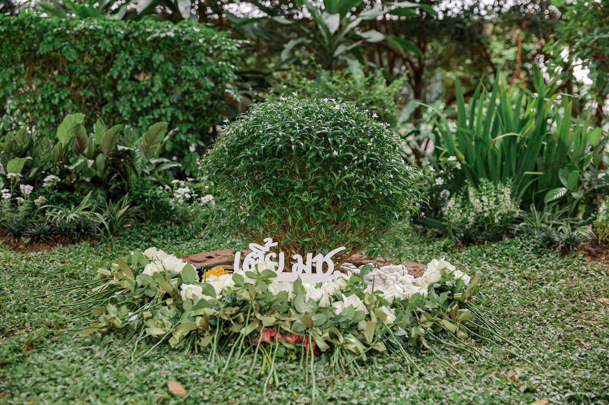 มุมนี้พี่ชอบมาขุดดินนอนกับน้อง ๆ 
วันนี้ได้นำเนื้อเยื่อกลับมาไว้ที่ภาคแล้ว
ต้นไม้พุ่มน้อย ๆ สมกับพี่ ❤
#เตี้ยมช