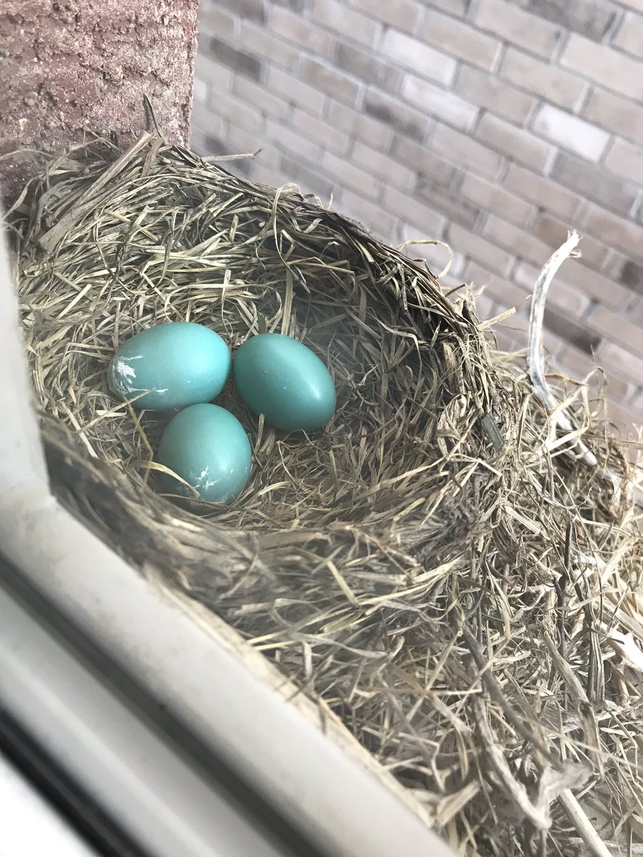 Simarkaur_'s tweet image. Will share baby pictures if I can! ☀️ #robineggs #springishere