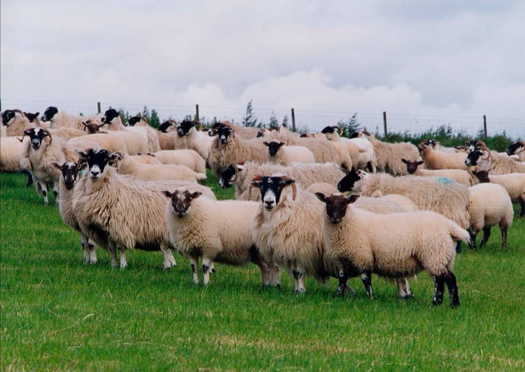 🐑 Blackface ewes with Charollais sired lambs 🐑
#CharollaisSheep #charollaisramsprofitablelambs #EasyLambing #FastGrowing